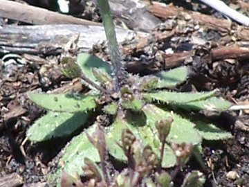 Arabidopsis thaliana (Brassicaceae)